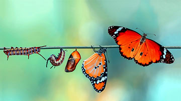 A visual representation of the butterfly life cycle, showing five stages from left to right
